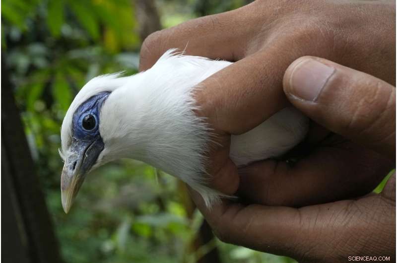 Bird Sellers in Bali Propel the Endangered Mynah’s Return