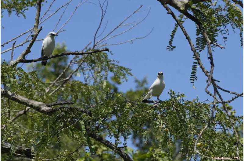 Bird Sellers in Bali Propel the Endangered Mynah’s Return