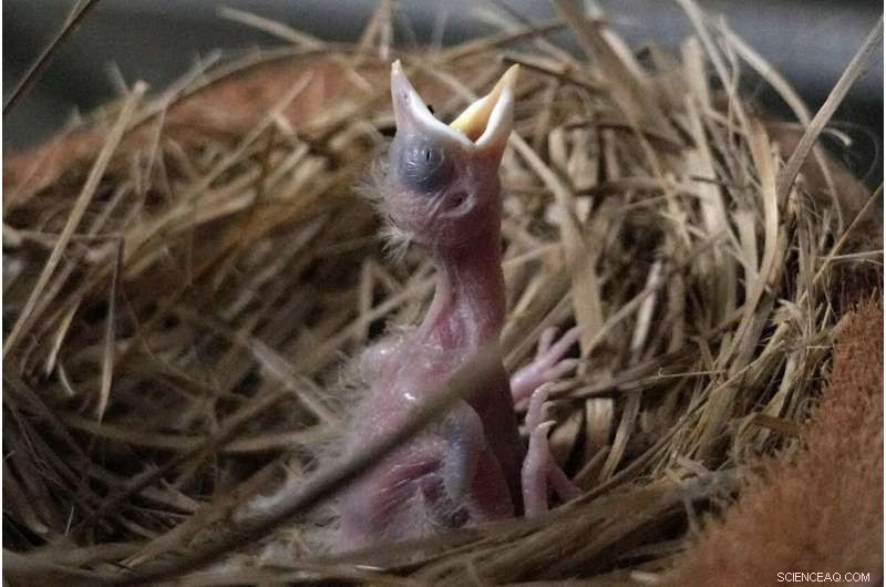 Bird Sellers in Bali Propel the Endangered Mynah’s Return
