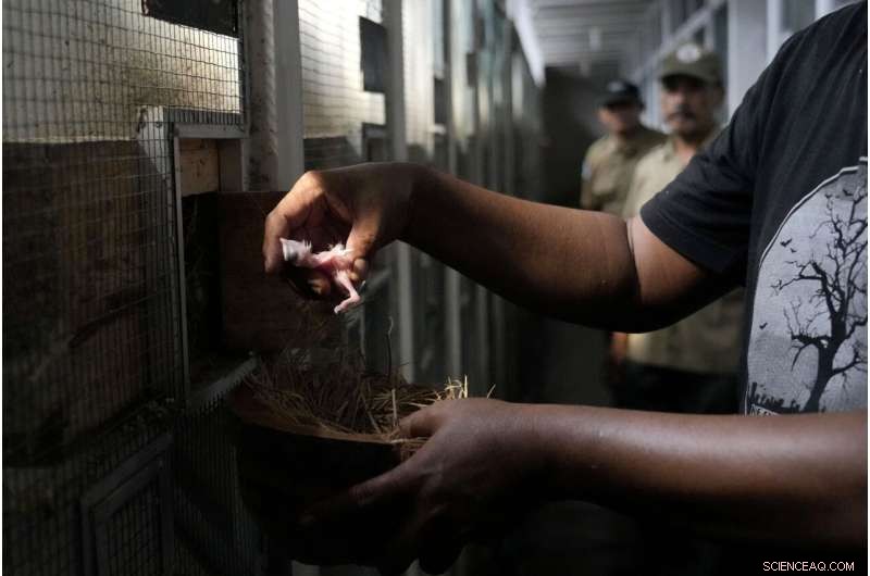 Bird Sellers in Bali Propel the Endangered Mynah’s Return