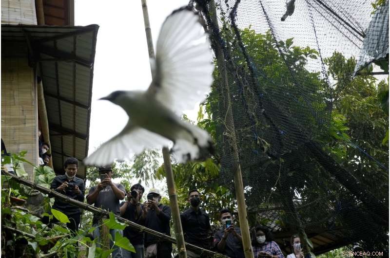 Bird Sellers in Bali Propel the Endangered Mynah’s Return