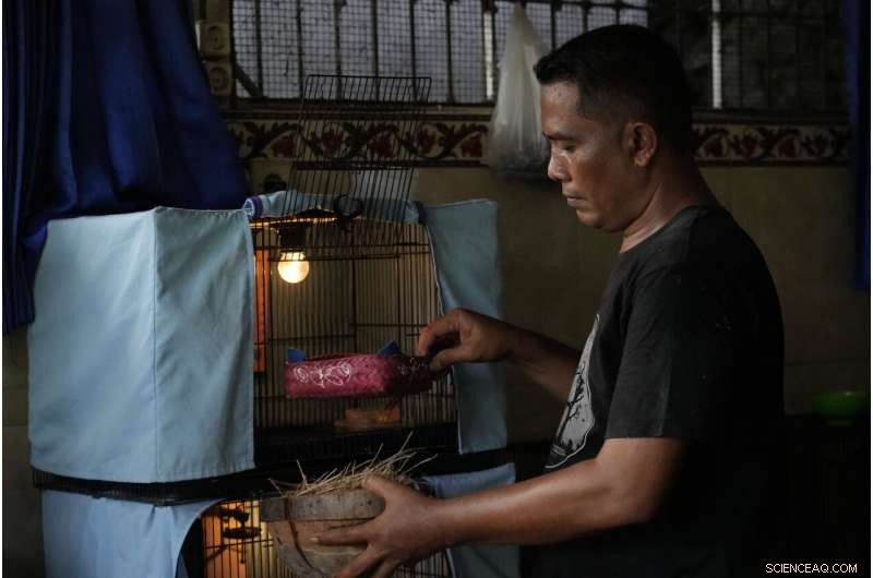 Bird Sellers in Bali Propel the Endangered Mynah’s Return