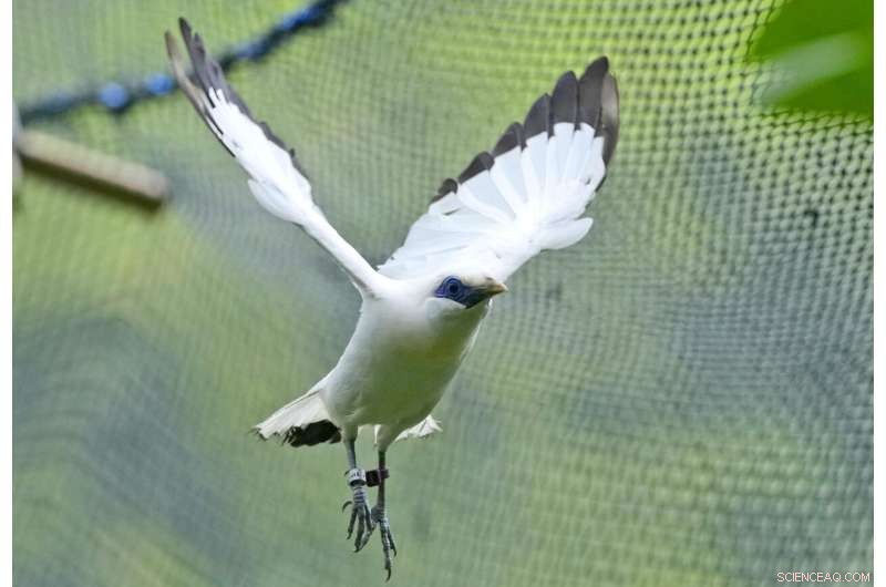 Bird Sellers in Bali Propel the Endangered Mynah’s Return