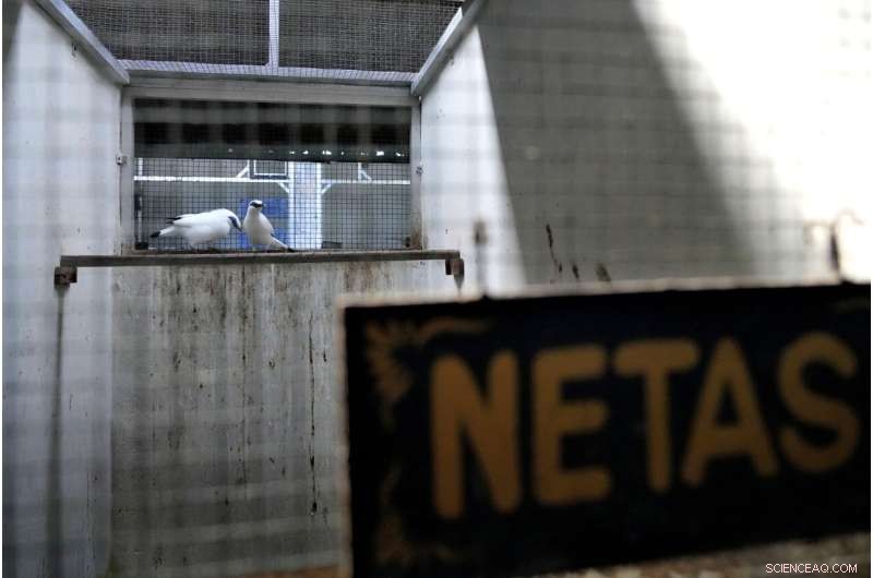 Bird Sellers in Bali Propel the Endangered Mynah’s Return