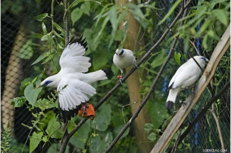 Bird Sellers in Bali Propel the Endangered Mynah’s Return