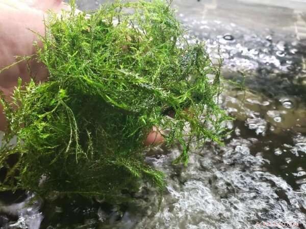 Willow Moss: A Natural Solution for Cleaning Waterways from Hydrocarbons