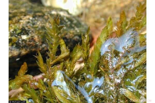 Willow Moss: A Natural Solution for Cleaning Waterways from Hydrocarbons