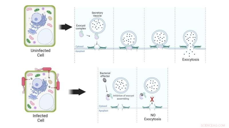 How Pathogenic Bacteria Suppress Host Cell Secretion to Evade Immunity