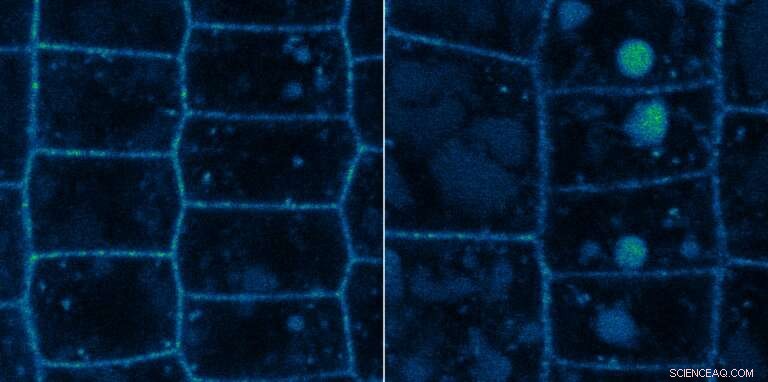 Discovering How Membrane Proteins Influence Plant Growth: New Enzymatic Insights