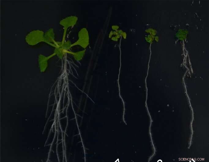 Discovering How Membrane Proteins Influence Plant Growth: New Enzymatic Insights
