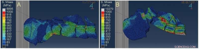 Ancient Fossil Uncovers Key Drivers of Giraffe Evolution