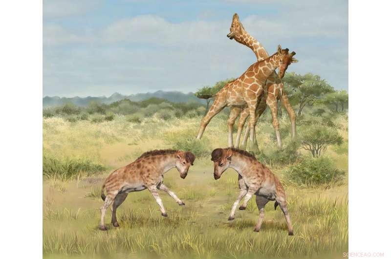Ancient Fossil Uncovers Key Drivers of Giraffe Evolution