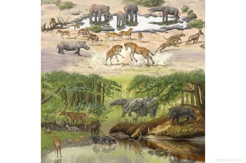 Ancient Fossil Uncovers Key Drivers of Giraffe Evolution