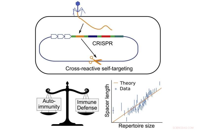 How Bacteria Store Viral DNA to Safeguard Against Viruses with CRISPR