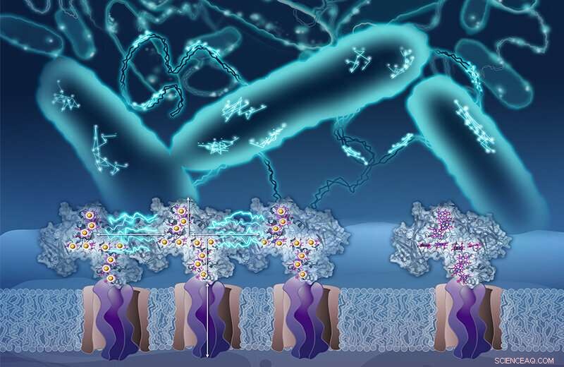 How a Unique Bacterium Uses a Molecular Dance to Transfer Electrons