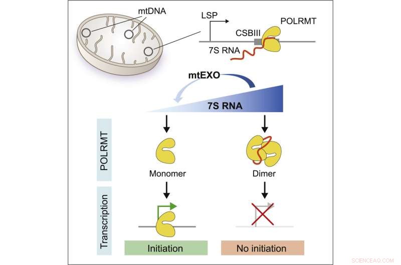 7S RNA in Mitochondria: A Key Regulator of Gene Expression | Cell Study