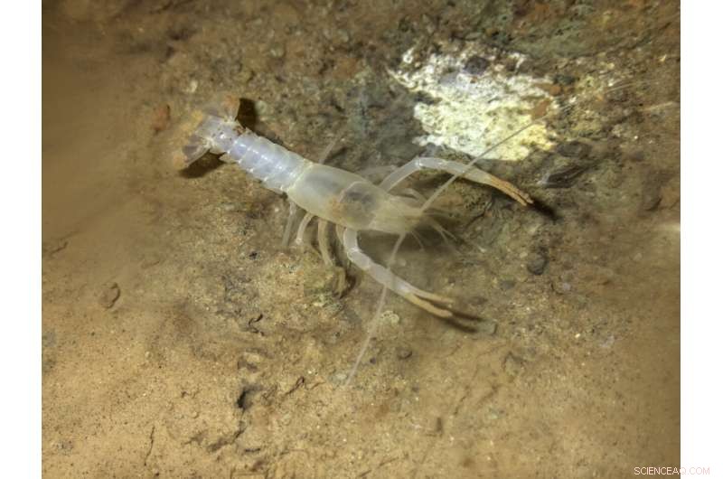 Rare Shelta Cave Crayfish Rediscovered in Alabama Cave After 30 Years