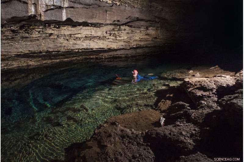 Rare Shelta Cave Crayfish Rediscovered in Alabama Cave After 30 Years