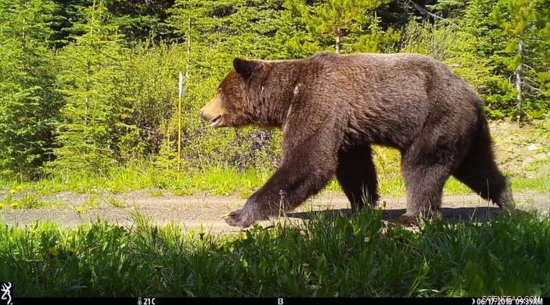 Canada s Wildlife Corridors: 3rd Globally for Animal Movement