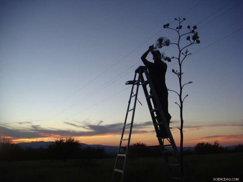 Tobacco Hawk Moth s Precise Odor Detection: A Chemical Ecology Breakthrough