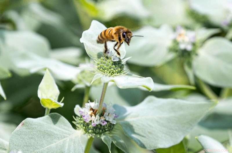 Habitat Management: Protecting Bees from Climate Change