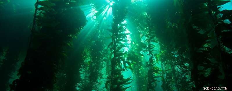 Patagonia s Kelp Forests: A Climate Change Success Story