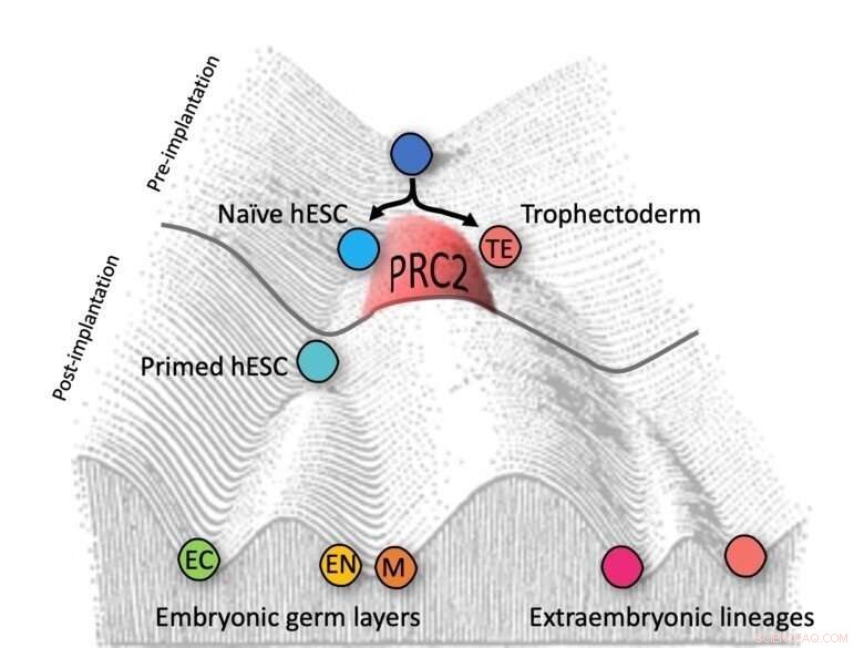 Epigenetic Regulator Key to Embryonic Lineage Separation Discovered