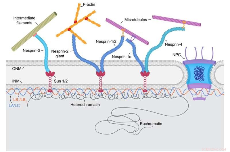 Nuclear Lamin Isoforms: Distinct Roles in Chromatin Organization and Nuclear Envelope Structure