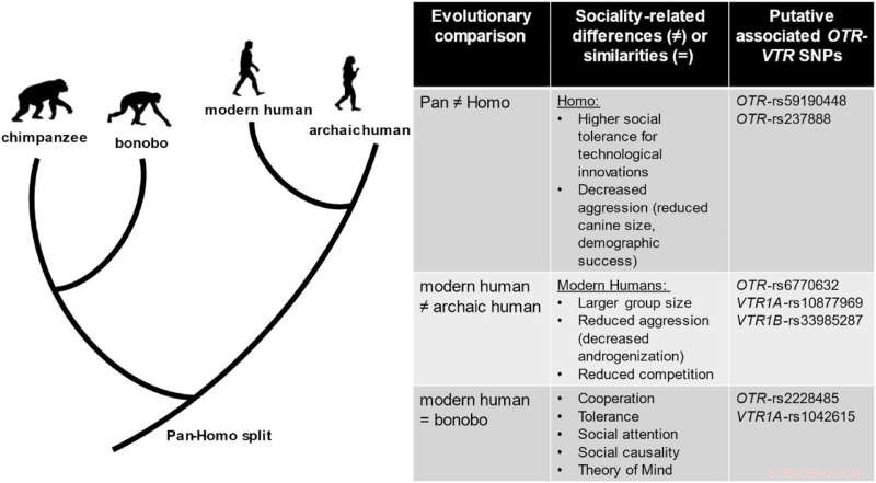 Oxytocin & Social Evolution: Exploring Human Prosociality