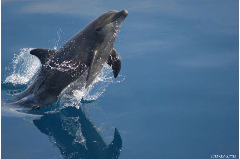 Bottlenose Dolphins Thrive in NYC Estuary: Summer & Fall Feeding Hotspot