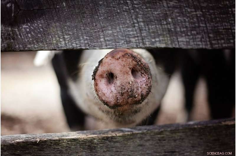 Vietnam Develops African Swine Fever Vaccine – Potential Global Export Leader