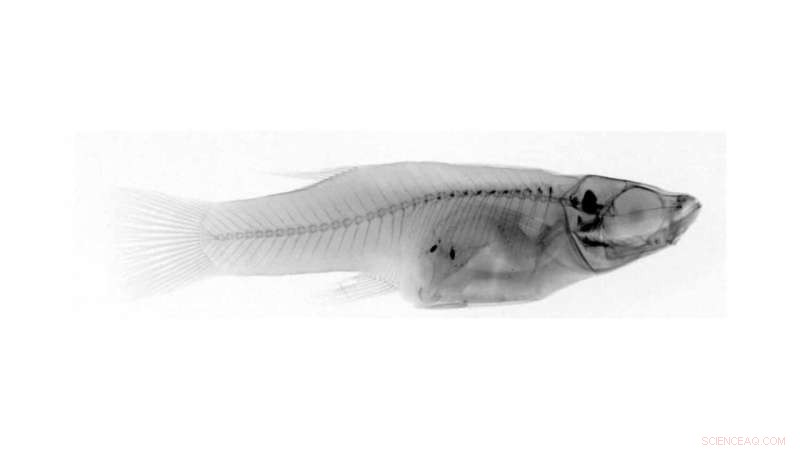 Rare Fish Cannibalism: Study Reveals Insights into Wild Behavior