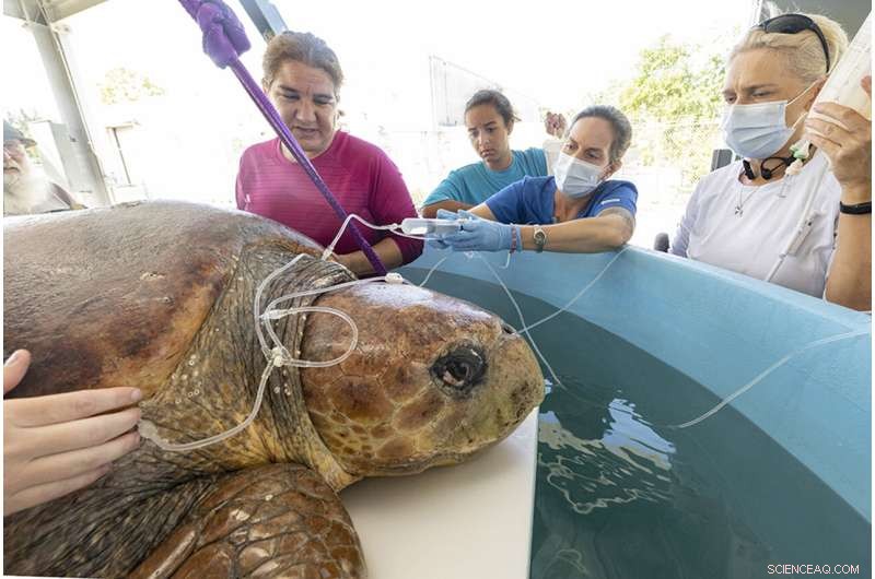 Loggerhead Sea Turtle Recovers After Shark Attack and Egg Laying