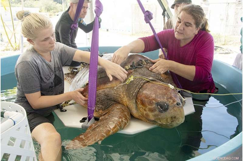 Loggerhead Sea Turtle Recovers After Shark Attack and Egg Laying