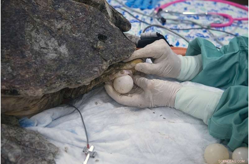Loggerhead Sea Turtle Recovers After Shark Attack and Egg Laying