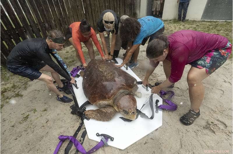 Loggerhead Sea Turtle Recovers After Shark Attack and Egg Laying