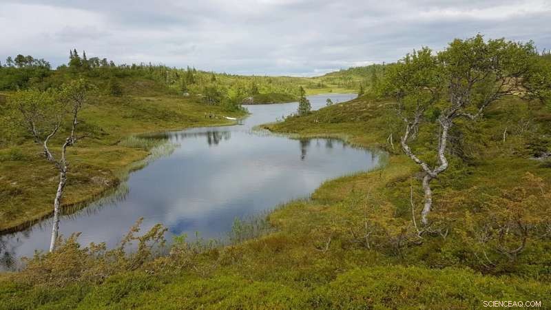 Climate Change Impacts on Algal Growth in Northern Lakes