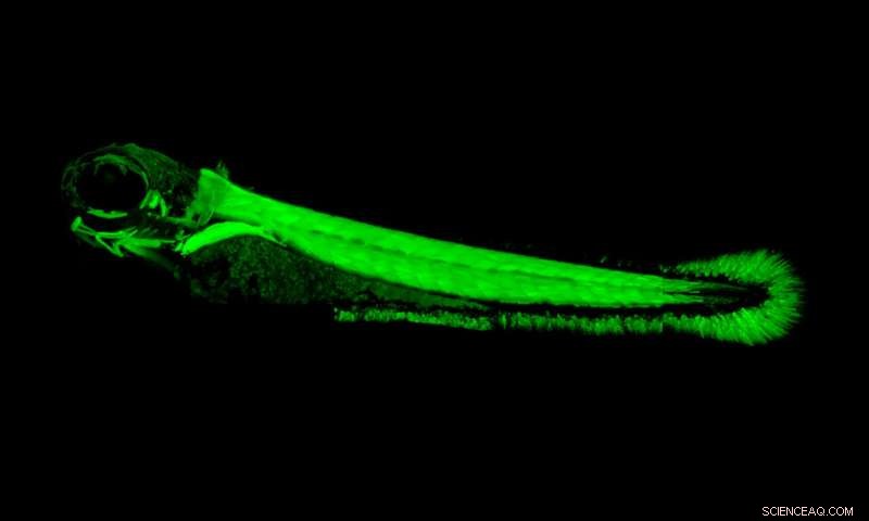 Evolution of Electric Organs in Fish: Genetic Insights