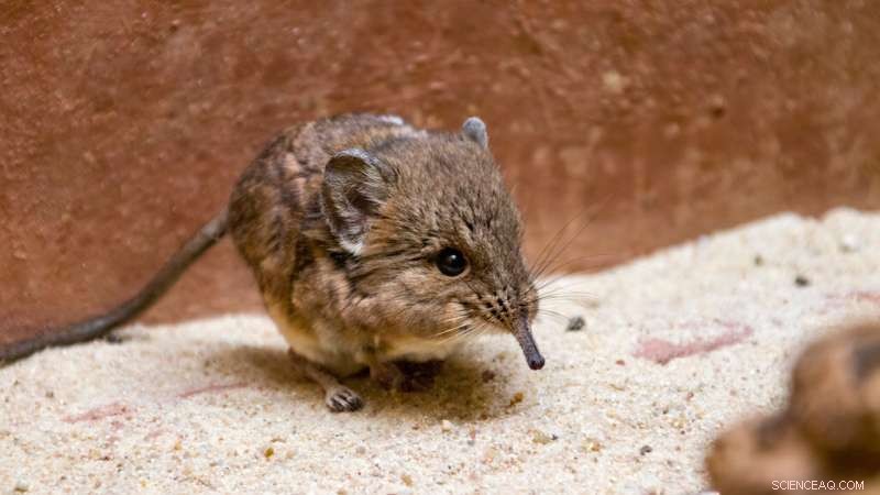 Revisiting Evolutionary Relationships: Gene Sequencing Challenges Traditional Tree Building