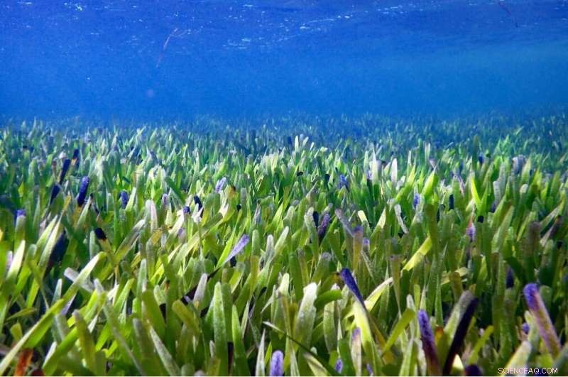 Ancient Giant: 4,500-Year-Old Seagrass Field Discovered in Australia