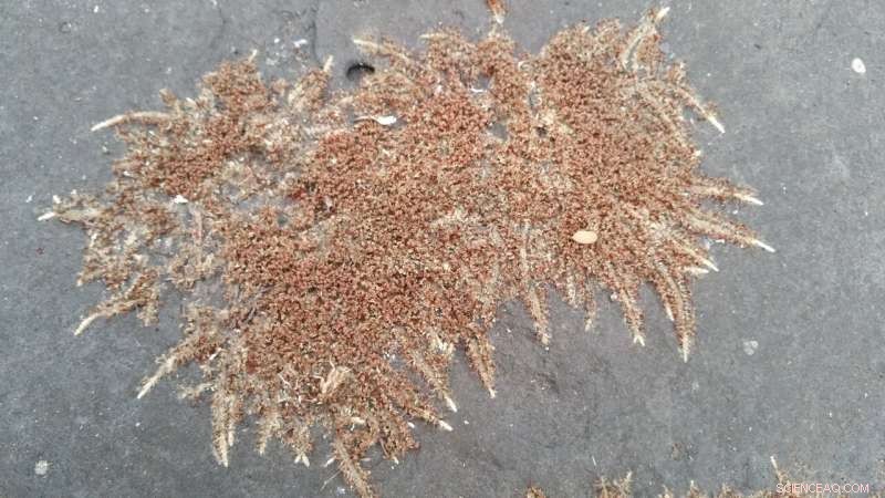 Saxicolella deniseae: Rare Orchid Declared Extinct in the Wild - Conservation News