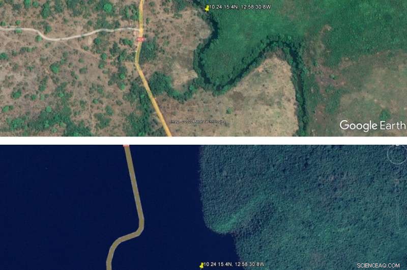 Saxicolella deniseae: Rare Orchid Declared Extinct in the Wild - Conservation News