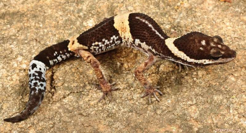 New Painted Leopard Gecko Species Discovered in India s Forests