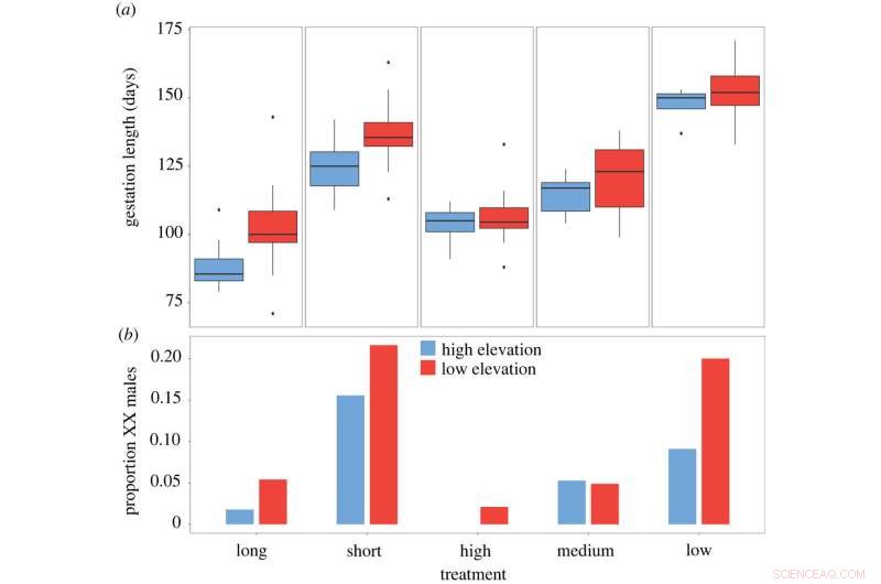 Sex Reversal in Carinascincus ocellatus: Temperature & Gestation Effects