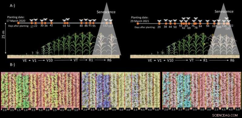 Early Corn Rust Detection with Drone Technology | Texas A&M AgriLife