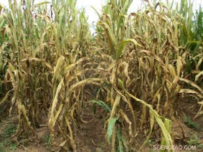 Early Corn Rust Detection with Drone Technology | Texas A&M AgriLife