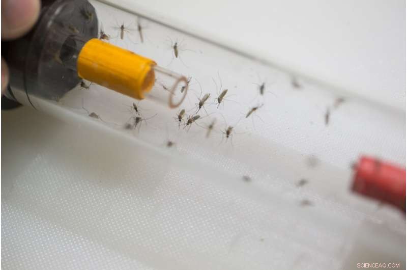 Sleep-Deprived Mosquitoes Prioritize Rest Over Blood – New Research