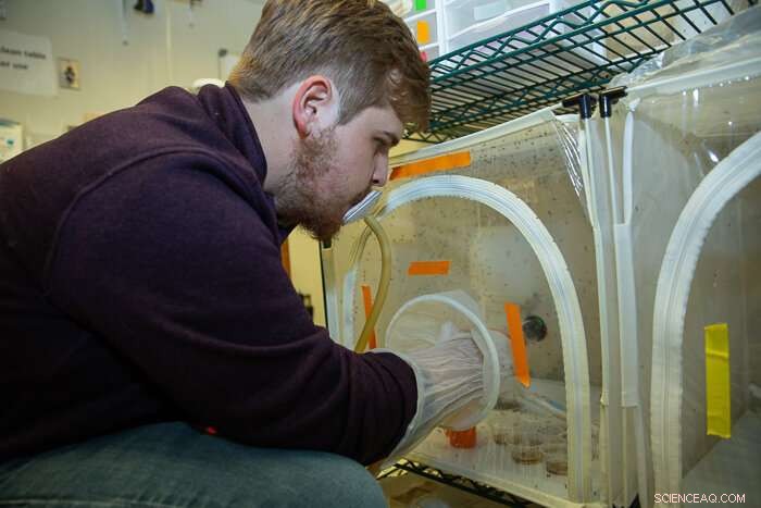 Sleep-Deprived Mosquitoes Prioritize Rest Over Blood – New Research