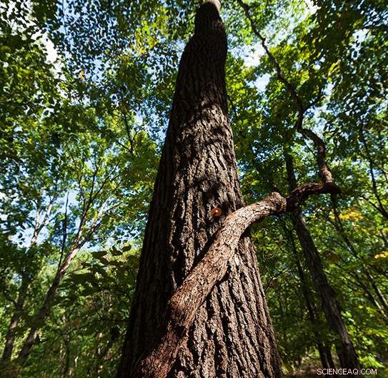 Biodiversity & Forest Health: Understanding Spatial Dynamics in Forest Ecosystems