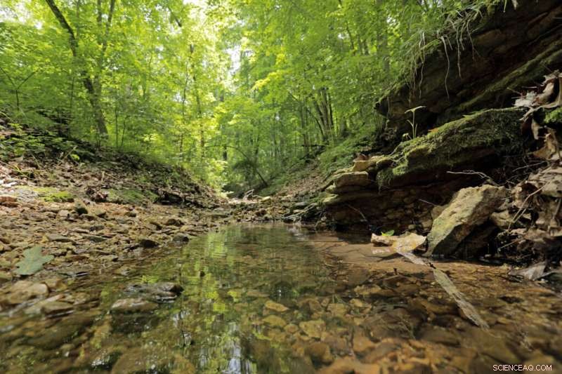 Biodiversity & Forest Health: Understanding Spatial Dynamics in Forest Ecosystems